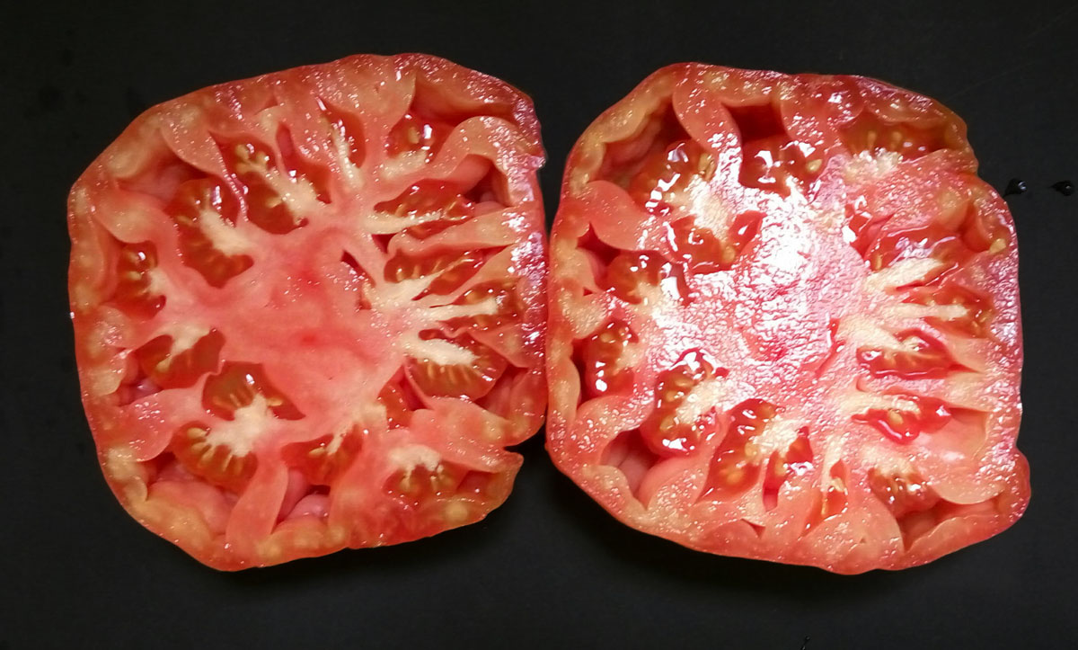 španělské rajče - huevo de toro
