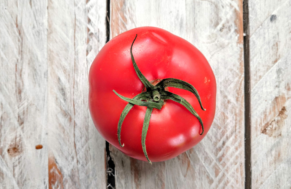 keříkové rajče - tomate de rama