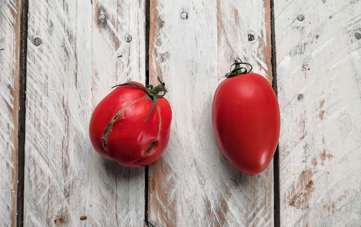 tomate de pera - soudkové rajče