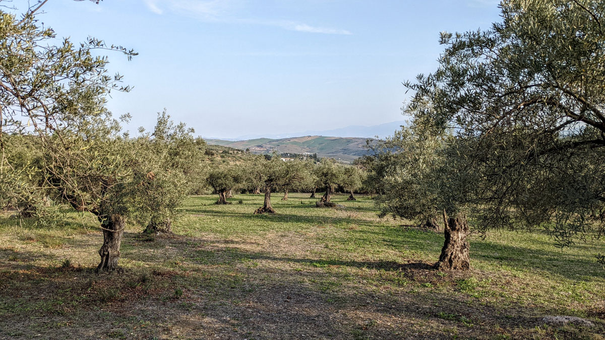 olivový háj
