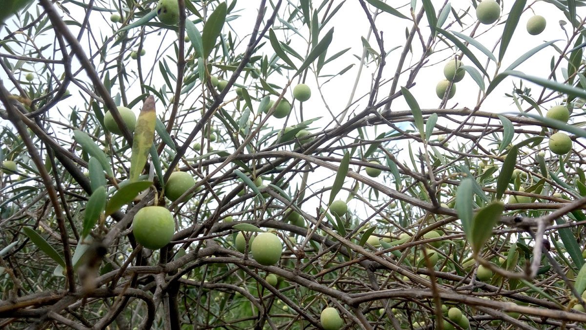 olivovy strom