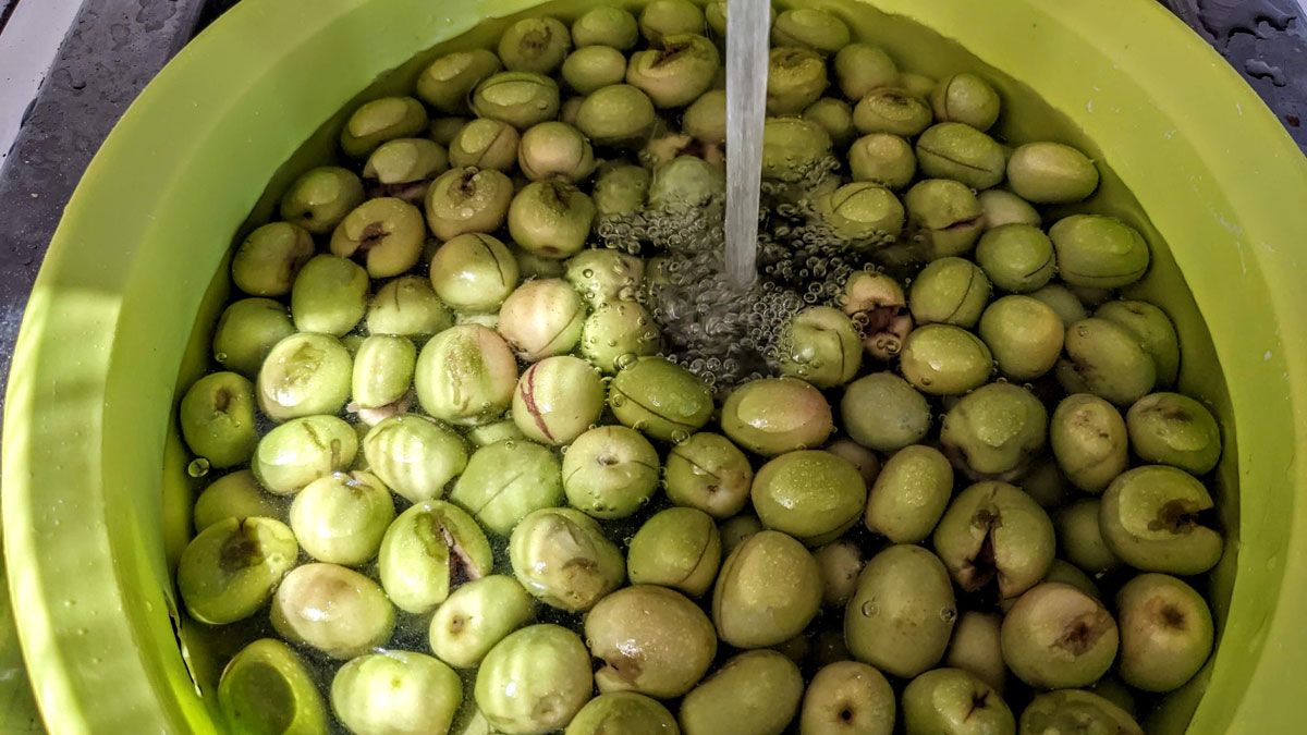 odmočení oliv
