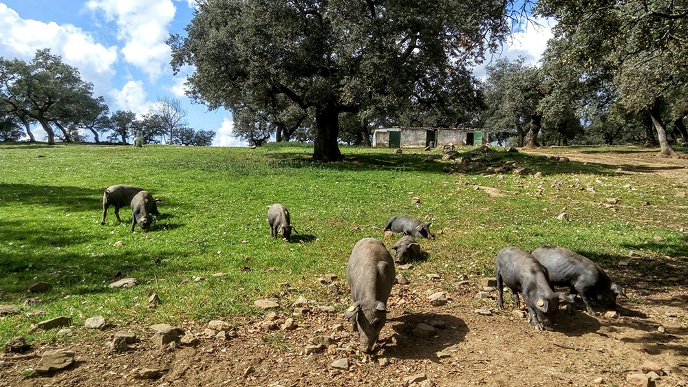 Ráj pro iberská prasata - dubový háj (dehesa) s iberskými prasaty