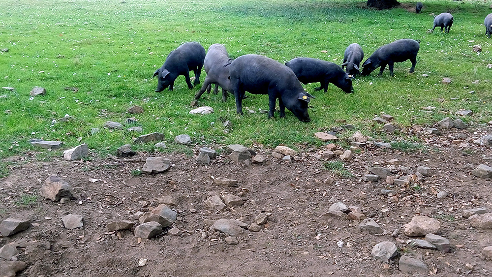 Ráj pro iberská prasata - dubový háj (dehesa) poskytuje útočiště iberským prasatům od září do března