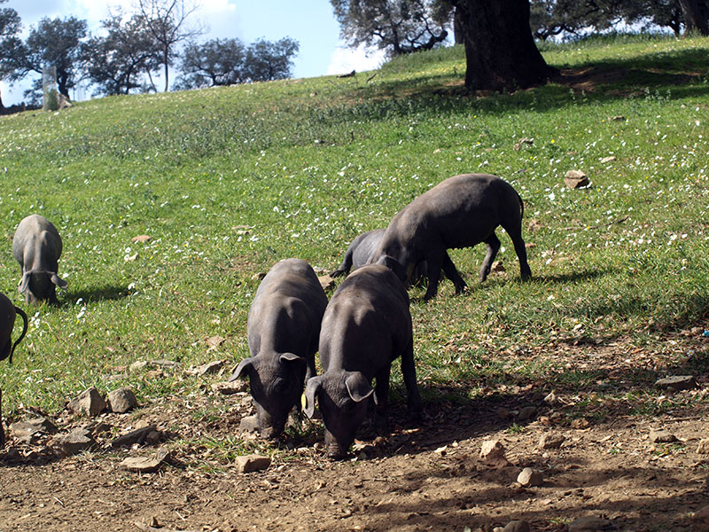 Ráj pro iberská prasata - dubový háj (dehesa) je fenomén především v západní části Španělska